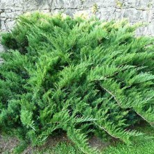 Можжевельник Тамарисцифолия (Juniperus sabina Tamariscifolia) C10L