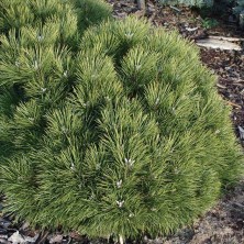Сосна черная Хорнибрукиана (Pinus nigra Hornibrookiana) D6; 30-40cm. XXL