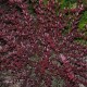 Барбарис Тунберга Ред Чиф ( Berberis thunbergii Red Сhief) С5L из питомника Ваш сад