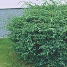 Можжевельник Блю Альпс (Juniperus chinensis Blue Alps) C10L
