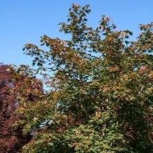 Клен ложнозибольдов Норт Винд (Acer pseudosieboldianum North Wind) C15L; 100-125cm. XXL