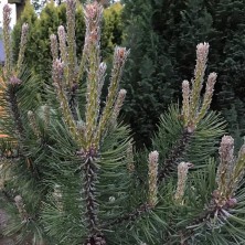 Сосна черная Комет (Pinus nigra Komet) D20; 60-70cm. XXL