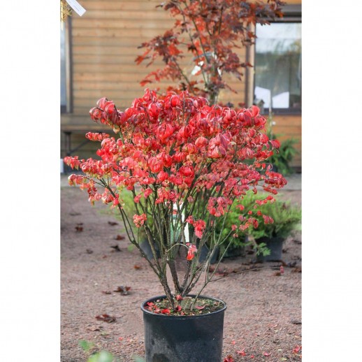 Бересклет крылатый (Euonymus alatus) h40-60 XXL 24 из питомника Ваш сад