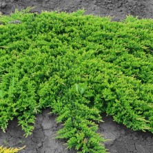 Можжевельник Принц Уэльский (Juniperus horizontalis Prince of Wales) C15L