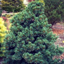 Сосна Парвифлора Негиши штамб (Pinus parviflora Negishi) D20;ha 40 XXL