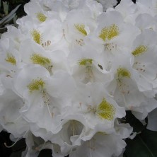Рододендрон якушиманский Порцеллан (Rhododendron yak. Porzellan) C5L; 30-40cm. BE