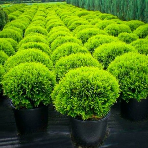 Туя западная Даника (Thuja occidentalis Danica) C5L; 20-25cm. XXL
