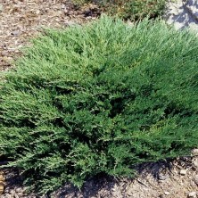 Можжевельник горизонтальный Андорра Компакт (Juniperus horizontalis Andorra Compact) C5L (ё)