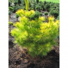 Сосна веймутова Луи (Pinus strobus Louie) C10L;h40-50 XXL