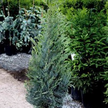 Можжевельник скальный Мунглоу (Juniperus scopulorum Moonglow) C5L (ё)