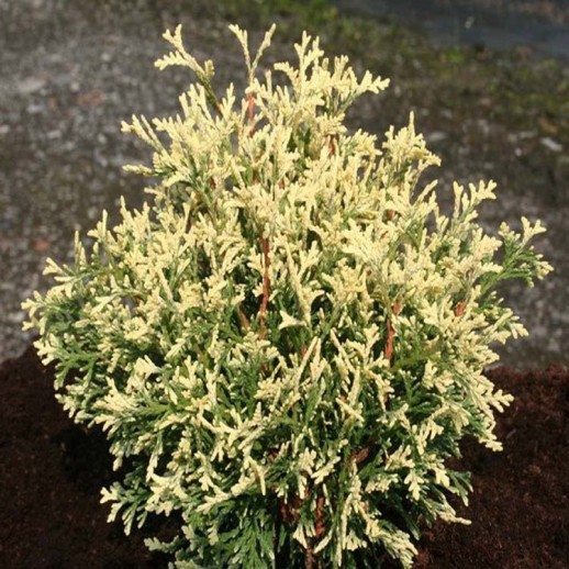 Туя западная Пикадилли (Thuja occidentalis Piccadilly) C7,5L; 25-30cm. BE
