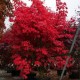 Клен пальмолистный Атропурпуреум (Acer palmatum Atropurpureum) C4L; 50-60cm. BE из питомника Ваш сад