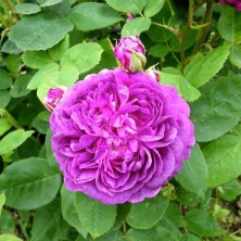 Роза Reine des Violettes (Рэйн де Виолетт) C12l