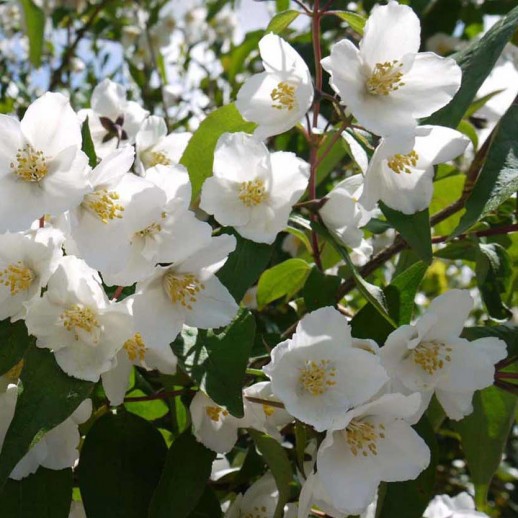 Жасмин Чубушник венечный Старбрайт (Philadelphus Starbright) С10L из питомника Ваш сад