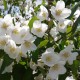 Жасмин Чубушник венечный Старбрайт (Philadelphus Starbright) С10L из питомника Ваш сад