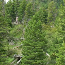 Сосна кедровая сибирская (Pinus sibirica) ком h200-225