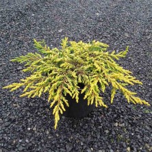 Можжевельник обыкновеный Голдшатц (Juniperus com. Goldschatz) D3,7; 25-30cm. XXL