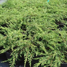 Можжевельник обыкновенный Репанда (Juniperus communis Repanda) C10L