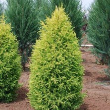 Можжевельник обыкновенный Голд Коне (Juniperus communis Gold Cone) C3L;25-30