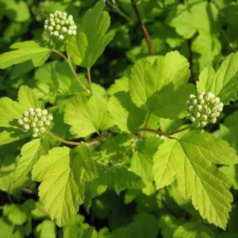 Пузыреплодник калинолистный Тильден Парк (Physocarpus capitatus Tilden Park) C10L из питомника Ваш сад