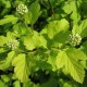 Пузыреплодник калинолистный Тильден Парк (Physocarpus capitatus Tilden Park) C10L из питомника Ваш сад