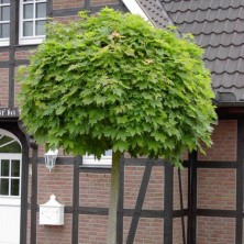 Клен остролистный Глобозум (Acer platanoides Globosum) штамб C18L; 125cm. XXL