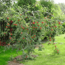 Рябина обыкновенная (Sorbus aucuparia) ком h220-250
