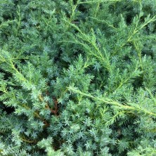 Можжевельник чешуйчатый Блю Свид (Juniperus squamata Blue Swede) C3L;30+ BE