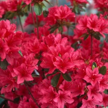 Рододендрон (Азалия) Тореадор (Rhododendron (AJ) Toreador) C12L;60+см BE