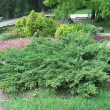 Можжевельник чешуйчатый Блу Карпет (Juniperus squamata Blue Carpet) C5L