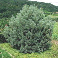 Сосна обыкновенная Ватерери (Pinus sylvestris Watereri) К