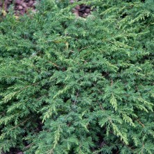 Можжевельник Грин Карпет (Juniperus communis Green Carpet) C15L