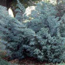 Можжевельник Грей Ол (Juniperus x pfitzeriana Grey All) C5L