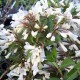 Вейгела Эбони энд Айвори (Weigela Ebony and Ivory) C7.5L;40-50 BE из питомника Ваш сад