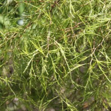 Береза повислая Караса (Betula pendula Karaca) С10L;100-125cm. BE
