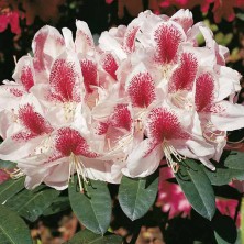 Рододендрон гибридный Белами (Rhododendron Belami) C6L;30-40cm. XXL