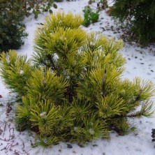 Сосна горная Гном Финдлинг (Pinus mugo Gnom Findling)  D3,7; 20-25cm. XXL