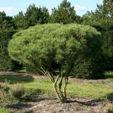 Сосна густоцветная Умбракулифера (Pinus densiflora Umbraculifera) К