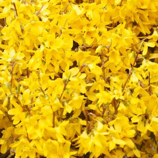 Форзиция промежуточная Микадор (Forsythia intermedia Mikador) C7,5L;h40+ BE из питомника Ваш сад