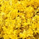 Форзиция промежуточная Микадор (Forsythia intermedia Mikador) C7,5L;h40+ BE из питомника Ваш сад