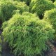 Кипарисовик горохоплодный Филифера Нана (Filifera Nana) из питомника Ваш сад