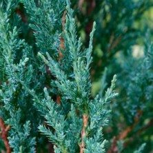 Можжевельник скальный Блю Эрроу (Juniperus scopulorum Blue Arrow) h150-175 C30L