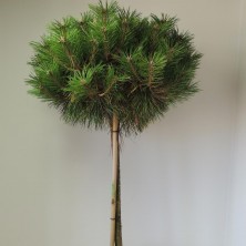 Сосна черная Брепо (Pinus nigra Brepo) D10; ha40 XXL