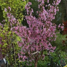 Вишня ниппонская Руби (Prunus nipponica Ruby) extra С10L
