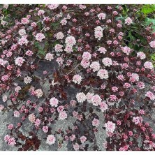 Пузыреплодник калинолистный Свит Черри Ти (Physocarpus Sweet Cherry Tea) C4,5L; 40-50cm. XXL