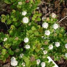 Спирея березолистная Тор (Spiraea betulifolia Tor) C4,5L;25-30 XXL