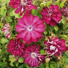 Клематис Рэд Пэшн (Clematis Red Passion) C7L;80-100 BE