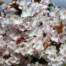 Вишня ниппонская (курильская) Бриллиант (Prunus kurilensis Brillant) С10L; 100-125cm. XXL