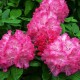 Рододендрон гибридный Германия (Rhododendron Germania) C5L;40-50cm. BE из питомника Ваш сад