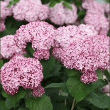 Гортензия древовидная Свит Аннабель (Hydrangea arborescens Sweet Annabelle) C15L 